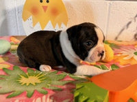 Betty Female AKC Boston Terrier $750