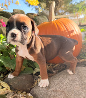 Ziva Female AKC Boxer $1950