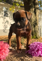 Zeus Male AKC Boxer $1950