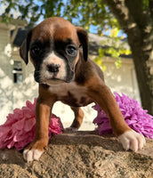 Ziva Female AKC Boxer $1950