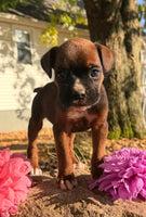 Zeus Male AKC Boxer $1950