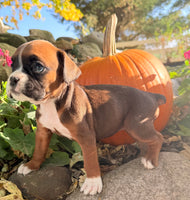 Ziva Female AKC Boxer $1950