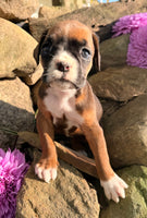 Ziva Female AKC Boxer $1950