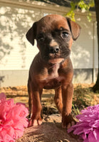 Zeus Male AKC Boxer $1950