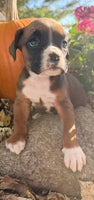 Ziva Female AKC Boxer $1950
