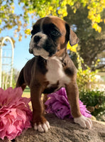 Ziva Female AKC Boxer $1950