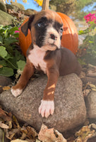 Ziva Female AKC Boxer $1950