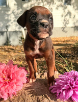 Zeus Male AKC Boxer $1950