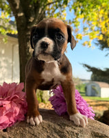 Ziva Female AKC Boxer $1950