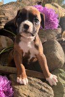 Ziva Female AKC Boxer $1950