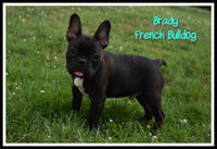 Brady Male French Bulldog $1150