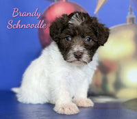 Brandy Female Schnoodle $1375