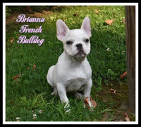 Brianna Female French Bulldog $1150