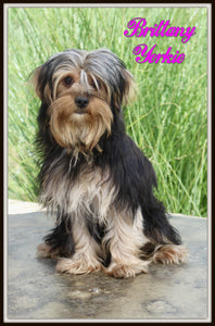 Yorkshire Terrier