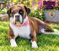 Zeus Male AKC Boxer $1950