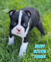 Brody Male AKC Boston Terrier $850