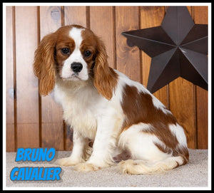 Cavalier