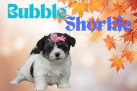 Bubble Female Shorkie $550