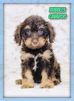 Bubbles Male F1B Cavapoo $950
