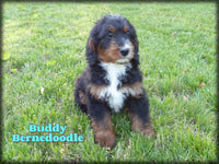 Bernedoodle