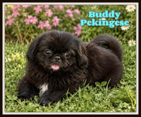 Buddy Male UABR Pekingese $750