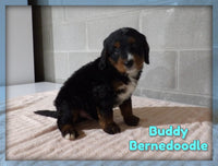 Buddy Male Bernedoodle $2850