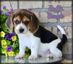 Beagle