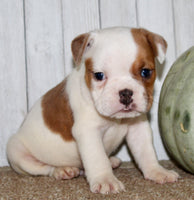 Buckeye  Male English Bulldog $1300