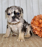 Mable Female English Bulldog $1500