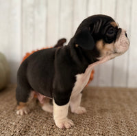 Brutus Male English Bulldog $1300