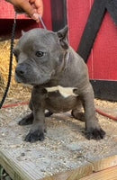 American Pocket Bully