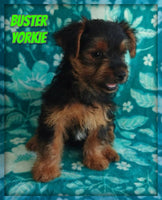 Buster Male Yorkshire Terrier $550