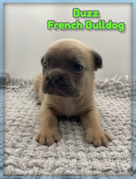 Buzz Male AKC French Bulldog $1550