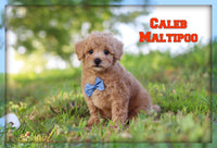 Caleb Male Maltipoo $1600