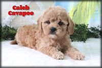 Caleb Male Cavapoo $850