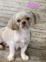Peanut Male Shihpoo $950