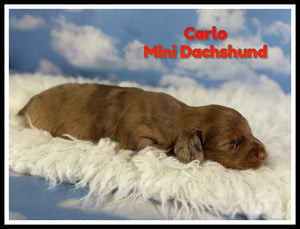 Mini Dachshund