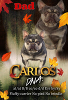Duke Male AKC French Bulldog $1600