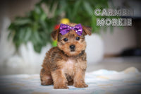 Carmen Female Morkie $1600