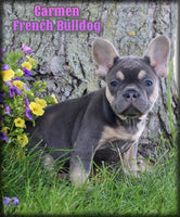 French Bulldog