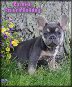 French Bulldog