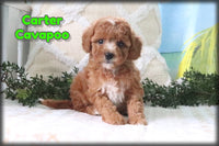 Carter Male Cavapoo $850