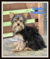 Cash Male CKC Yorkshire Terrier $550