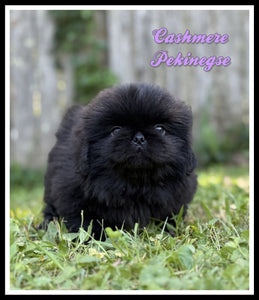 Pekingese