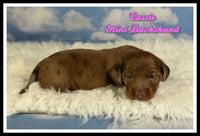 Cassie Female ACA Mini Dachshund $2660