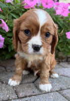 Mario Male AKC Cavalier $1895