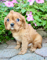 Dexter Male AKC Cavalier $1750