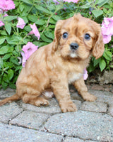 Dexter Male AKC Cavalier $1750