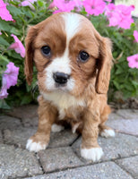 Mario Male AKC Cavalier $1895