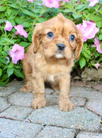 Dexter Male AKC Cavalier $1750